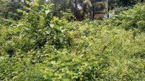 7 Cent Residential Plot for Sale in Vadakkencherry, Palakkad