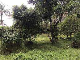 10 Cent Residential Plot for Sale in Chittur, Palakkad