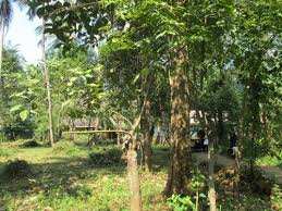 8 Cent Residential Plot for Sale in Velanthavalam, Palakkad