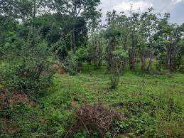 10 Acre Residential Plot for Sale in Pathirippala, Palakkad