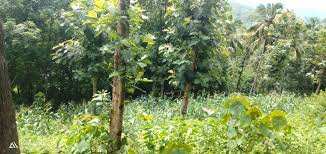 1 Acre Residential Plot for Sale in Pathirippala, Palakkad