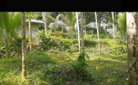 2.5 Acre Agricultural/Farm Land for Sale in Velanthavalam, Palakkad