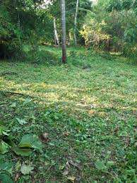 10 Acre Agricultural/Farm Land for Sale in Velanthavalam, Palakkad