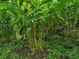 10 Cent Residential Plot for Sale in Velanthavalam, Palakkad