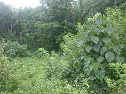 10 Cent Residential Plot for Sale in Kanjikode, Palakkad