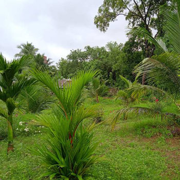 7 Cent Residential Plot for Sale in Chittur, Palakkad