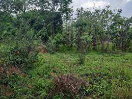 68 Cent Residential Plot for Sale in Velanthavalam, Palakkad