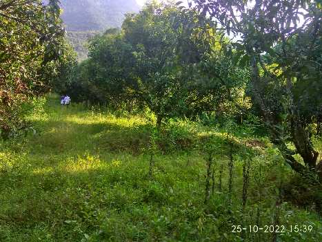 13 Acre Agricultural/Farm Land for Sale in Kollengode, Palakkad