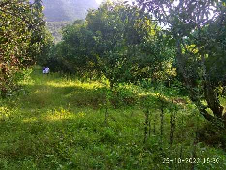 25 Acre Agricultural/Farm Land for Sale in Kollengode, Palakkad