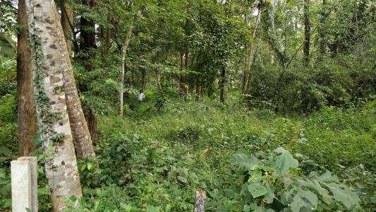 90 Cent Residential Plot for Sale in Nallepilly, Palakkad