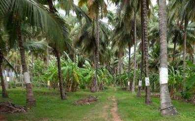 7 Cent Residential Plot for Sale in Kuzhalmannam, Palakkad