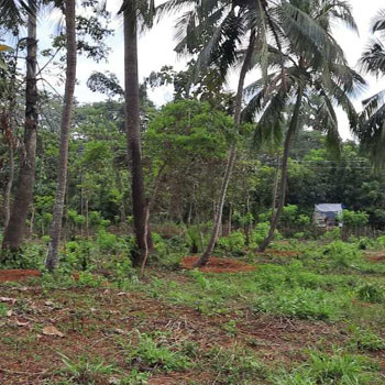 250 Cent Residential Plot for Sale in Vadakkencherry, Palakkad