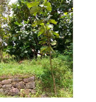 50 Acre Agricultural/Farm Land for Sale in Kozhinjampara, Palakkad