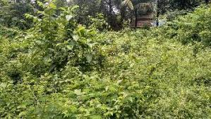 12.5 Cent Residential Plot for Sale in Vadakkencherry, Palakkad