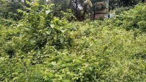 25 Cent Residential Plot for Sale in Kannadi, Palakkad