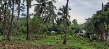 40 Cent Residential Plot for Sale in Chelannur, Kozhikode
