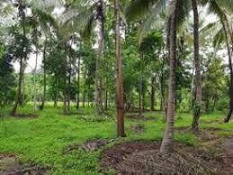 350 Cent Agricultural/Farm Land for Sale in Chittur, Palakkad