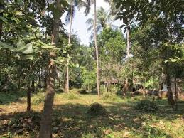 28 Cent Residential Plot for Sale in Thenkurissi, Palakkad