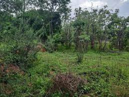 10 Cent Residential Plot for Sale in Pattambi, Palakkad