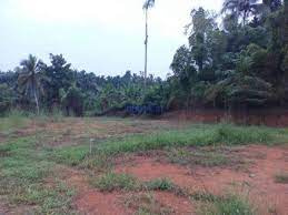 300 Cent Residential Plot for Sale in Agali, Palakkad