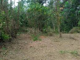 12 Cent Residential Plot for Sale in Vadakkencherry, Palakkad