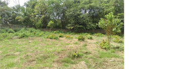 875 Cent Agricultural/Farm Land for Sale in Vadakkencherry, Palakkad