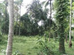 10.3 Cent Agricultural/Farm Land for Sale in Chittur, Palakkad