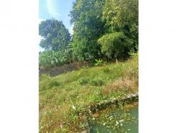 137 Cent Residential Plot for Sale in Velanthavalam, Palakkad
