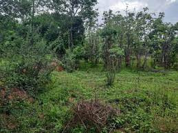 300 Cent Agricultural/Farm Land for Sale in Vadakkencherry, Palakkad