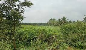 5.3 Cent Residential Plot for Sale in Parali, Palakkad
