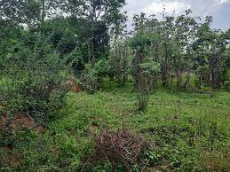 70 Cent Residential Plot for Sale in Ottapalam, Palakkad