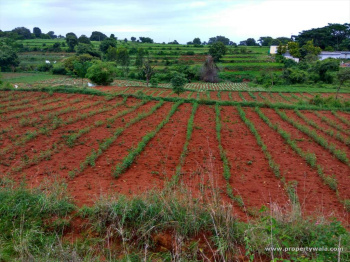 9 Acre Agricultural/Farm Land for Sale in Gauribidanur, Bangalore