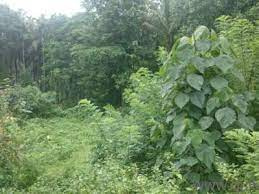 110 Cent Residential Plot for Sale in Ottapalam, Palakkad