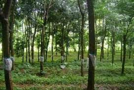 3 Acre Agricultural/Farm Land for Sale in Pathirippala, Palakkad