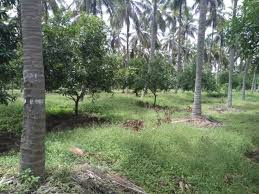 14 Acre Residential Plot for Sale in Alathur, Palakkad