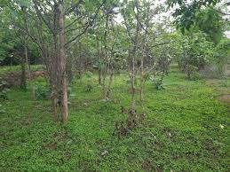 8 Cent Residential Plot for Sale in Vadakkencherry, Palakkad