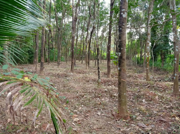 15 Cent Residential Plot for Sale in Kerala
