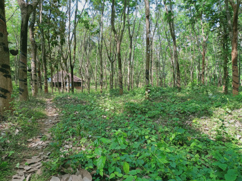 2 Acre Agricultural/Farm Land for Sale in Thrissur