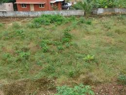 62 Cent Residential Plot for Sale in Puthur, Palakkad