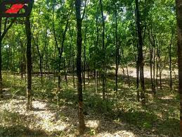 2 Acre Agricultural/Farm Land for Sale in Peringavu, Thrissur