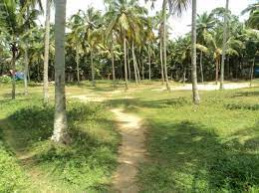 2.45 Ares Residential Plot for Sale in Koduvayur, Palakkad