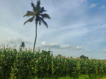 15000 Sq.ft. Agricultural/Farm Land for Sale in Virajpet, Kodagu