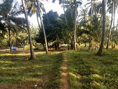 7 Cent Agricultural/Farm Land for Sale in Chittur, Palakkad