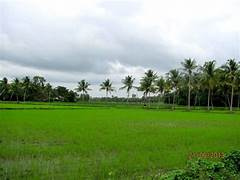 13 Cent Agricultural/Farm Land for Sale in Kollengode, Palakkad