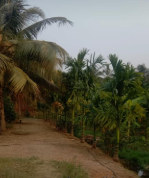 8 Acre Agricultural/Farm Land for Sale in Peruvemba, Palakkad