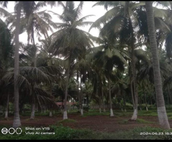 2 Ares Agricultural/Farm Land for Sale in Velanthavalam, Palakkad