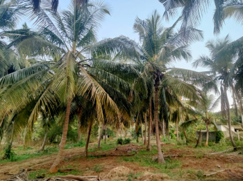 2.5 Acre Agricultural/Farm Land for Sale in Kozhinjampara, Palakkad