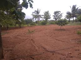 5 Cent Agricultural/Farm Land for Sale in Chittoor, Palakkad