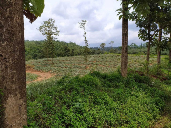 Agricultural/Farm Land for Sale in Puthur, Palakkad (12 Acre)