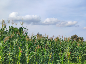 Atharva Farmland by Moses & Group